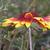Gaillardia pulchella