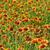 Gaillardia pulchella