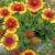 Gaillardia pulchella
