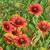 Gaillardia pulchella