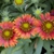 Red flowers