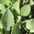 Upper leaf closeup