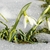 Blooming in the snow