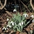 Form in bloom