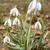 Blooming Plant