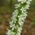 Galax urceolata