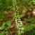 Galax urceolata