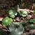 Galax urceolata