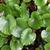 Galax urceolata