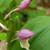 Flower buds