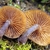 Underside of cap showing gills