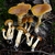 Form