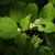 Flowers and leaves