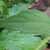 Leaf detail