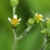 Side view of flower and hairy stem