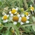 Flower detail. Note the 3-notched petals