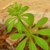 Whorled leaves