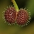 Fruits