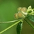 Stem and fruits