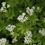 Flowers and leaves