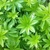 Whorled leaves