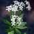 Spring flowers