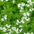 Flowers and Leaves (Haywood County,NC)