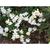 Gardenia augusta 'Crown Jewel'