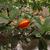 Gardenia jasminoides 'Radicans'