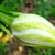 Flower bud