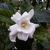 Flower detail