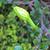 bud, spring, Durham County, NC
