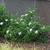 Gardenia jasminoides 'Radicans'