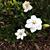 flowers, spring, Durham County, NC