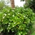 Shrub form in bloom