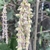Male catkins