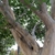 Bark