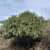 Form