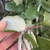 Underside of leaf