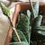 Flower stem forming