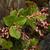 Plant in bloom