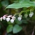 Flowers and leaves of G. shallon