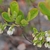 Flowers and leaves