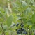 Fruit and leaves