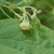 Flower detail