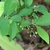Flowers and leaves
