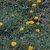 Form