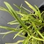 Gazania linearis 'Colorado Gold'