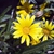 Gazania linearis 'Colorado Gold'
