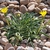 Gazania linearis 'Colorado Gold'